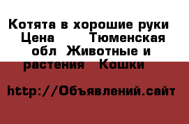 Котята в хорошие руки › Цена ­ 1 - Тюменская обл. Животные и растения » Кошки   